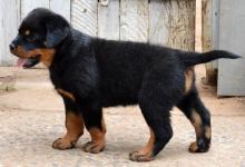 Puppies for sale rottweiler - Romania, Brasov