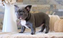 Puppies for sale french bulldog - Bulgaria, Pleven