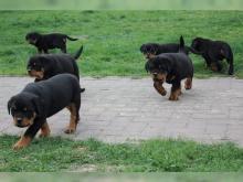 Puppies for sale rottweiler - Slovakia, Banska Bystrica