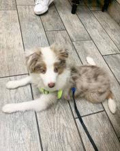 Puppies for sale australian shepherd - Hungary, Budapest