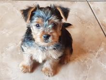 Puppies for sale yorkshire terrier - Russia, Ekaterinburg