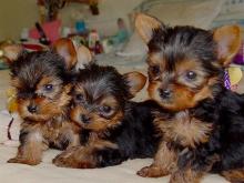 Puppies for sale yorkshire terrier - Poland, Jani