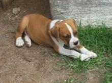 Puppies for sale boxer - Hungary, Budapest