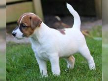 Puppies for sale jack russell terrier - Finland, Lahti