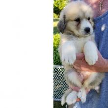 Puppies for sale , great pyrenees - Finland, Rovaniemi