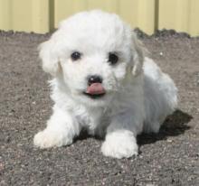 Puppies for sale bichon - Hungary, Budapest