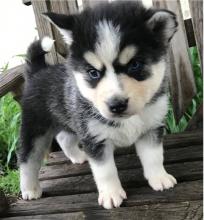 Puppies for sale , pomsky  - Moldova, Chisinau