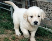 Puppies for sale golden retriever - Latvia, Daugavpils