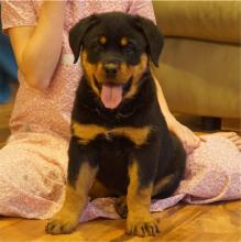 Puppies for sale rottweiler - Czech Republic, Prague