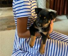 Puppies for sale australian shepherd - Finland, Alajarvi