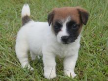 Puppies for sale jack russell terrier - Sweden, Vesteros