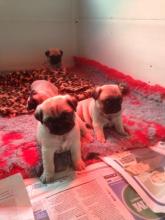 Puppies for sale pug - Canada, Newfoundland and Labrador