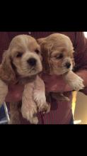 Puppies for sale cocker spaniel - Latvia, Saldus