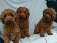 Puppies for sale poodle - Spain, Santa Cruz de Tenerife