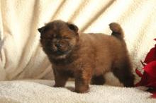 Puppies for sale chow chow - Armenia, Armenia