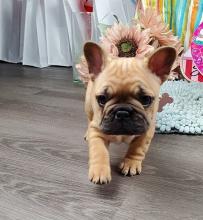 Puppies for sale french bulldog - Luxembourg, Luxembourg