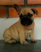 Puppies for sale french bulldog - Austria, Linz