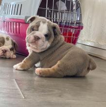 Puppies for sale french bulldog - Ukraine, Cherkasy