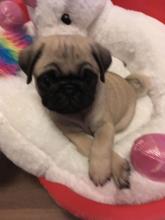 Puppies for sale pug - Denmark, Aarhus. Price 250 €