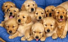Puppies for sale golden retriever - Canada,