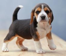 Puppies for sale beagle - Spain, Murcia