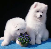 Puppies for sale samoyed dog (samoyed) - Lithuania, Sirvintos