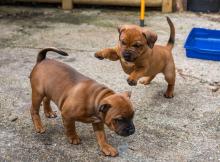 Puppies for sale staffordshire bull terrier - Bulgaria, Sofia. Price 10 €