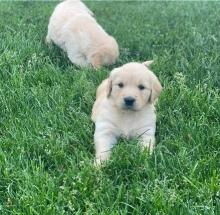 Puppies for sale golden retriever - Czech Republic, Dobrzhish