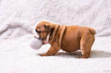 Puppies for sale english bulldog - Belgium, Antwerp