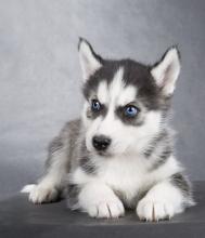 Puppies for sale haski - Bulgaria, Sliven