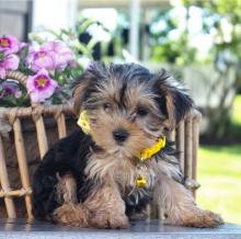 Puppies for sale yorkshire terrier - Hungary, Pech