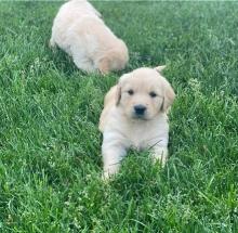 Puppies for sale golden retriever - Bulgaria, Dobrich