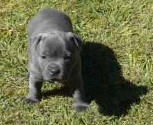 Puppies for sale staffordshire bull terrier - Netherlands, Eindhoven. Price 32 €