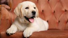 Puppies for sale labrador retriever - Cyprus, Protaras