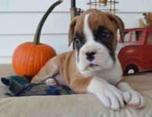 Puppies for sale boxer - Latvia, Daugavpils