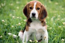 Puppies for sale beagle - Cyprus, Protaras