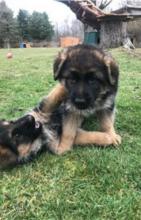 Puppies for sale german shepherd dog - Russia, Archangel