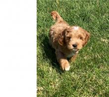 Puppies for sale , cockapoo - Ireland, Dublin