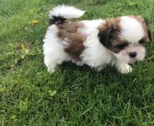 Puppies for sale shih tzu - Georgia, Kutaisi
