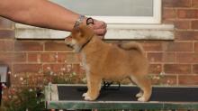 Puppies for sale , shiba inu - Greece, Larissa