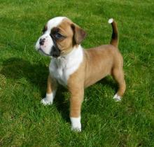 Puppies for sale boxer - Finland, Pori