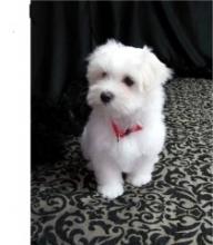 Puppies for sale maltese - Ireland, Dublin