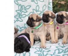 Puppies for sale pug - Ireland, Dublin