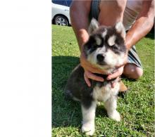 Puppies for sale , siberian husky - Canada, British Columbia, Vancouver