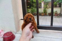 Puppies for sale toy-poodle - Hungary, Debrecen