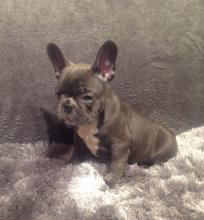 Puppies for sale french bulldog - Hungary, NyГ­regyhГЎza. Price 250 €