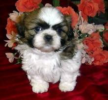 Puppies for sale shih tzu - Luxembourg, Luxembourg. Price 250 €
