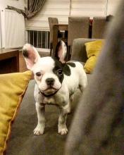 Puppies for sale french bulldog - Hungary, Pech. Price 250 €