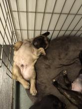 Puppies for sale french bulldog - Luxembourg, Luxembourg. Price 250 €