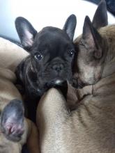 Puppies for sale french bulldog - Greece, Larissa. Price 250 €